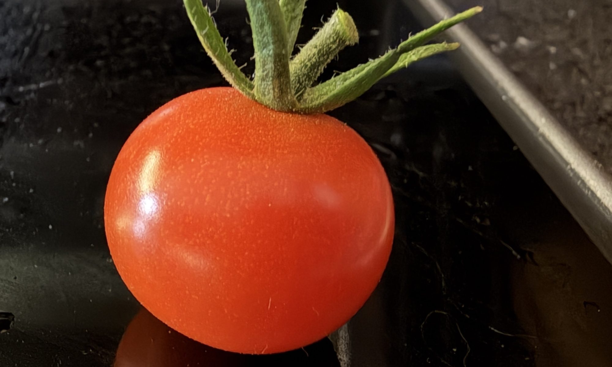 Cherry tomato